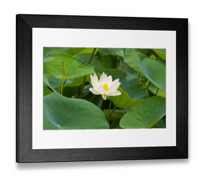 Framed Print : Lotus flower, China