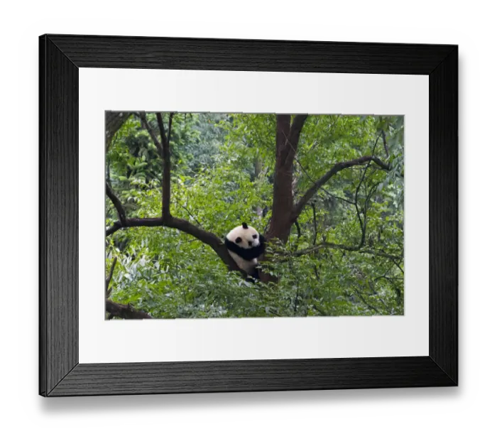 Framed Print : Panda on tree, Panda Reserve, Ya an, Sichuan, China Framed Print : Panda on tree, Panda Reserve, Ya an, Sichuan, China