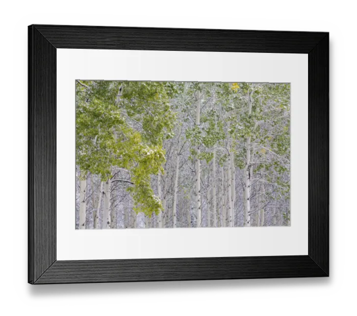 Framed Print : Fresh late summer snow on Aspen trees, Banff National Park, Alberta, Canada