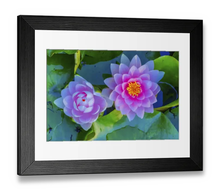Framed Print : Pink Water Lily Green Lily Pads Perennial VanDusen Botanical Garden, Vancouver, British Columbia Framed Print : Pink Water Lily Green Lily Pads Perennial VanDusen Botanical Garden, Vancouver, British Columbia