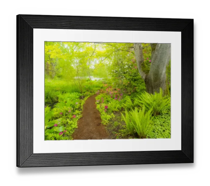 Framed Print : The Japanese garden at the Gardens of Hatley Castle with path leading to a pond