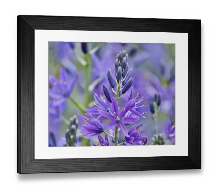 Framed Print : Camas close-up in field, Fort Rodd Hill, Victoria, British Columbia, Canada Framed Print : Camas close-up in field, Fort Rodd Hill, Victoria, British Columbia, Canada