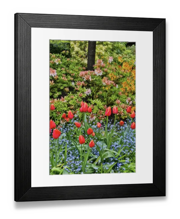 Framed Print : Springtime at Butchart Gardens, Victoria, British Columbia, Canada Framed Print : Springtime at Butchart Gardens, Victoria, British Columbia, Canada