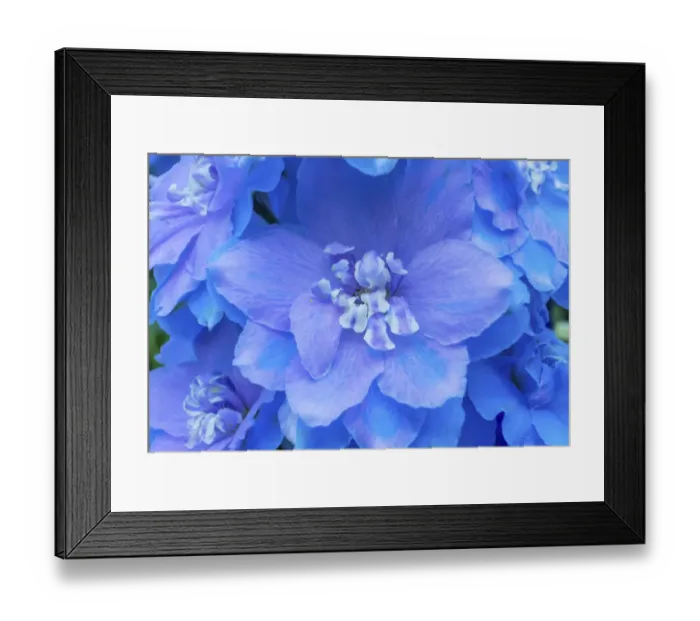 Framed Print : Light Blue and white delphinium larkspur. VanDusen Botanical Garden, Vancouver, British Columbia