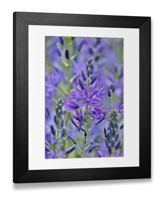 Framed Print : Camas close-up in field, Fort Rodd Hill, Victoria, British Columbia, Canada