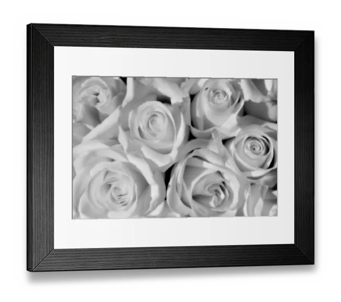 Framed Print : Canada, Manitoba, Winnipeg. Black and white of white roses Framed Print : Canada, Manitoba, Winnipeg. Black and white of white roses