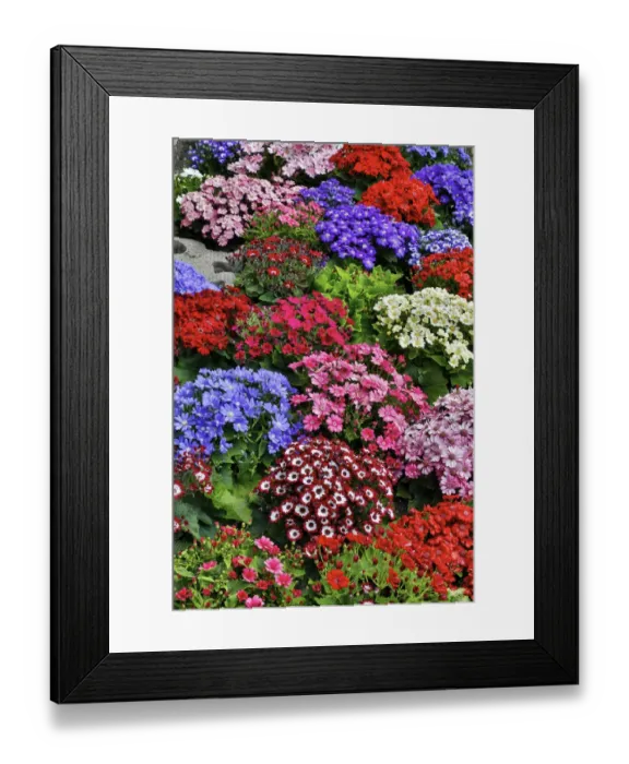 Framed Print : Springtime at Butchart Gardens, Victoria, British Columbia, Canada. Cinerarias in bloom Framed Print : Springtime at Butchart Gardens, Victoria, British Columbia, Canada. Cinerarias in bloom