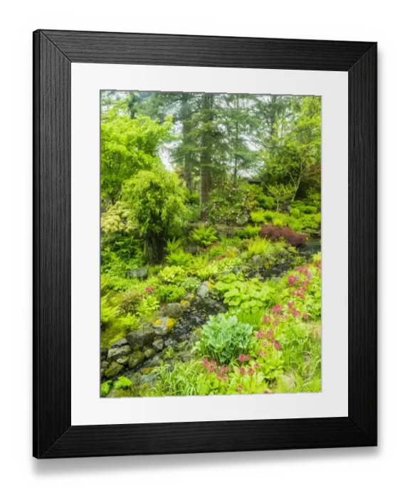 Framed Print : Japanese gardens and stream with bridge Framed Print : Japanese gardens and stream with bridge