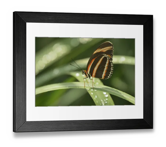 Framed Print : Canada, Manitoba, Winnipeg, Assiniboine Park. Butterfly close-up in. garden. Credit as Framed Print : Canada, Manitoba, Winnipeg, Assiniboine Park. Butterfly close-up in. garden. Credit as