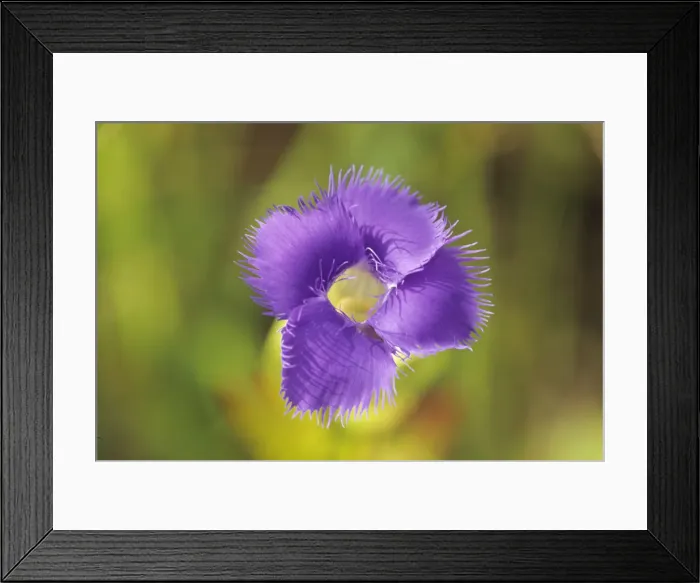 Framed Print : Canada, Manitoba, Tolstoi Tall Grass Prairie Preserve. Fringed gentian flower. Credit as Framed Print : Canada, Manitoba, Tolstoi Tall Grass Prairie Preserve. Fringed gentian flower. Credit as