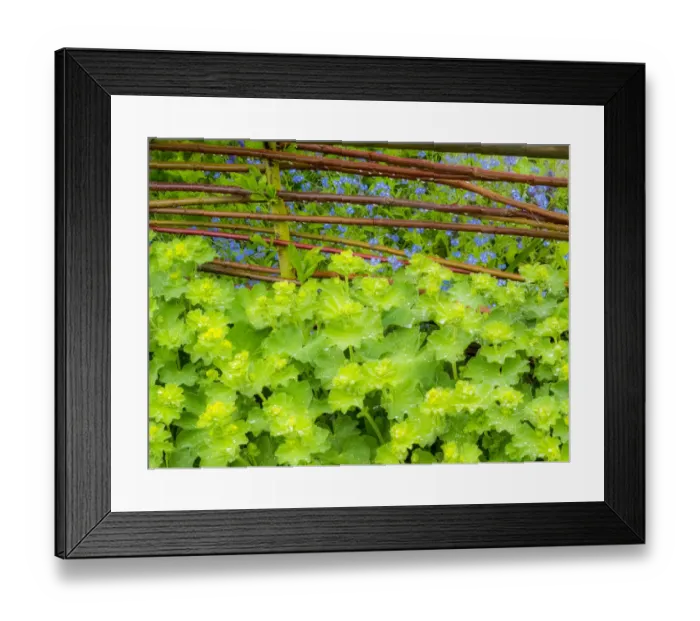 Framed Print : Ladys Mantle and forget-me-nots with willow fence