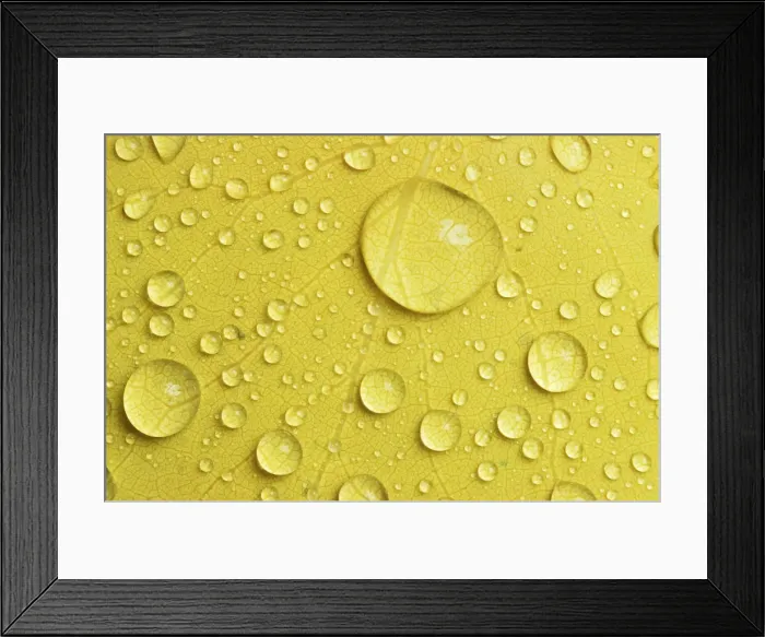 Framed Print : Canada, Manitoba, Whiteshell Provincial Park. Rain drops on aspen leaf in autumn