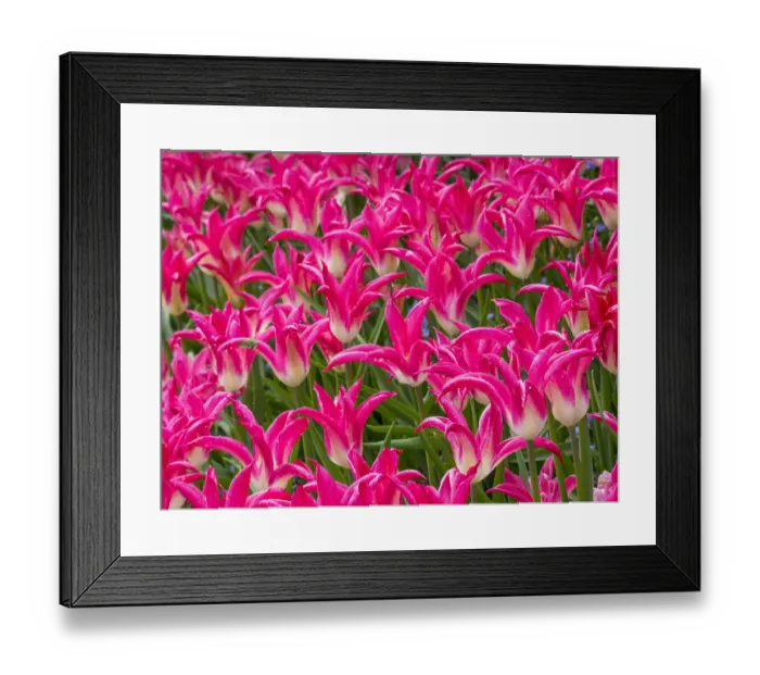 Framed Print : Tulips in mass planting
