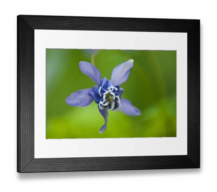 Framed Print : Canada, Manitoba, Winnipeg. Blue columbine flower close-up