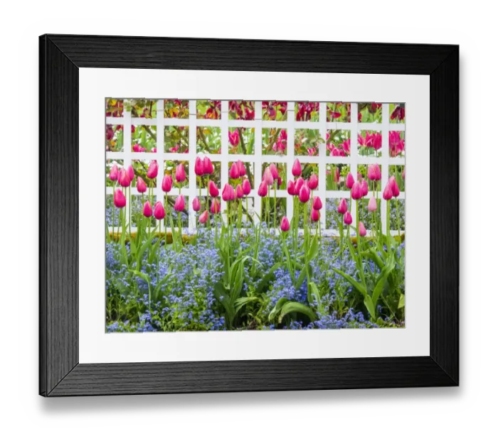 Framed Print : White fence with tulips and forget me nots Framed Print : White fence with tulips and forget me nots