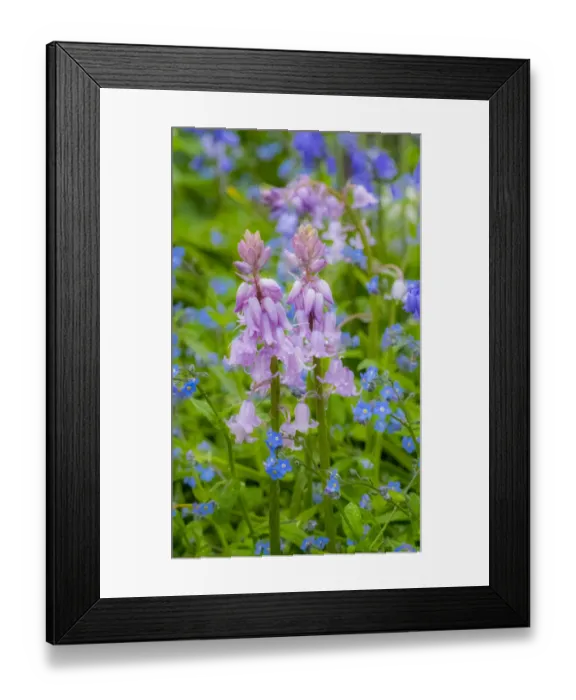 Framed Print : Light pink scilla and blue forget me not springtime flowering Framed Print : Light pink scilla and blue forget me not springtime flowering