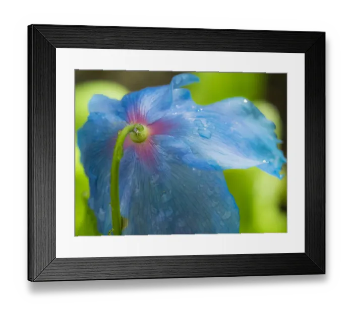 Framed Print : Backside of blue poppy with dew drops