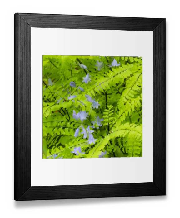 Framed Print : Scilla and maiden hair ferns