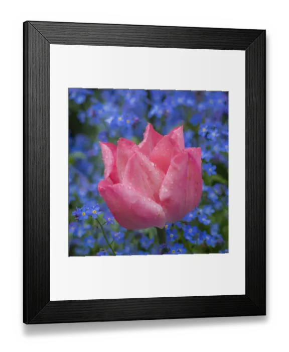 Framed Print : Pink tulips intermixed with forget-me-nots Framed Print : Pink tulips intermixed with forget-me-nots