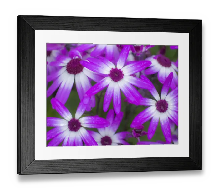 Framed Print : Cineraria plants with bright colors Framed Print : Cineraria plants with bright colors