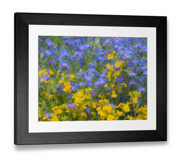 Framed Print : Blue and yellow with forget-me-nots Framed Print : Blue and yellow with forget-me-nots
