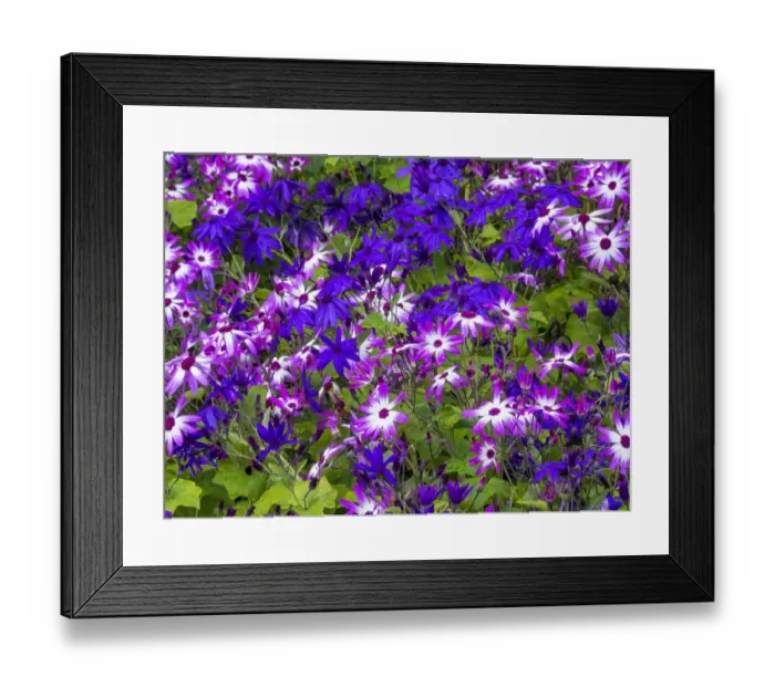 Framed Print : Cineraria plants with bright colors Framed Print : Cineraria plants with bright colors