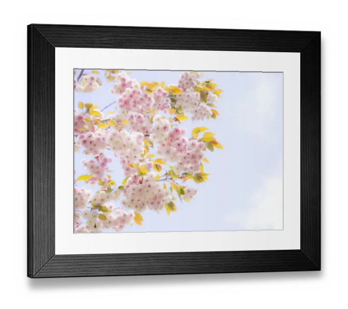 Framed Print : Cherry tree blooming Framed Print : Cherry tree blooming