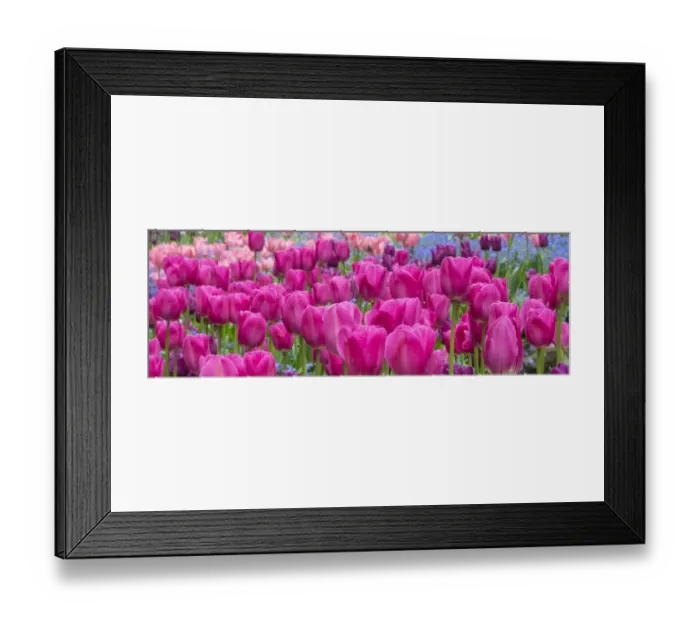 Framed Print : Tulips in mass planting