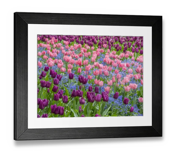 Framed Print : Pink tulips intermixed with forget-me-nots Framed Print : Pink tulips intermixed with forget-me-nots