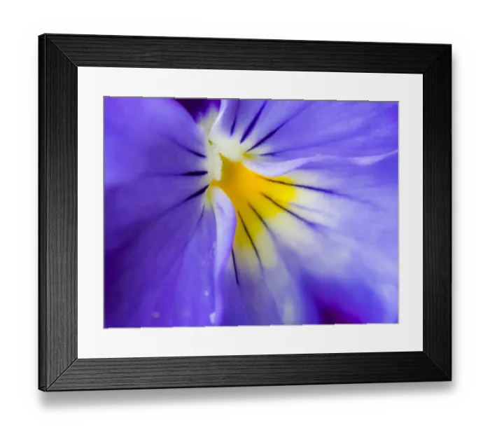 Framed Print : Selective focus close-up of blue pansy Framed Print : Selective focus close-up of blue pansy