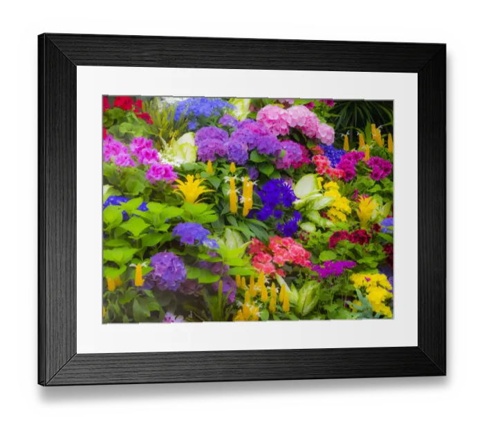 Framed Print : Mass colorful planting of flowers