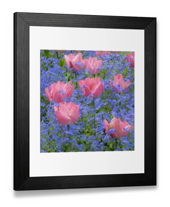Framed Print : Pink tulips intermixed with forget-me-nots Framed Print : Pink tulips intermixed with forget-me-nots