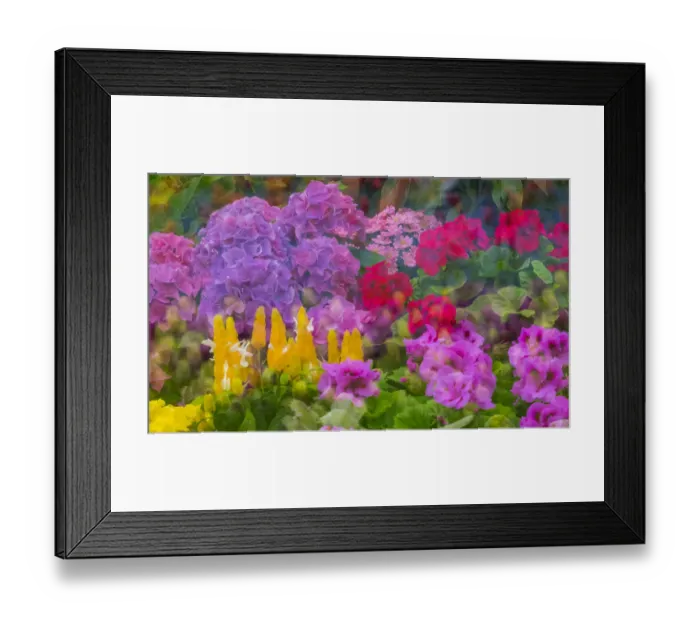 Framed Print : Mass colorful planting of flowers Framed Print : Mass colorful planting of flowers