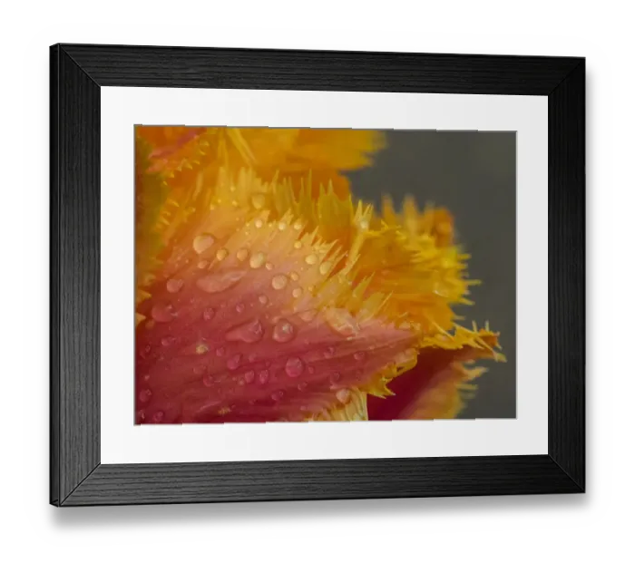 Framed Print : Tulip close-up in orange with dew drops Framed Print : Tulip close-up in orange with dew drops