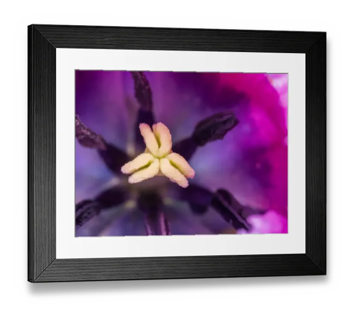 Framed Print : Purple tulip close-up with stamen
