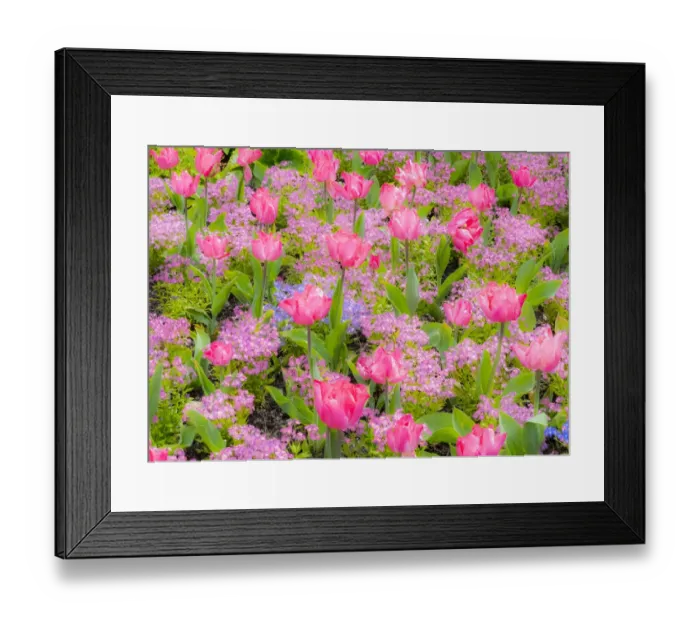 Framed Print : Pink tulips intermixed with forget-me-nots Framed Print : Pink tulips intermixed with forget-me-nots
