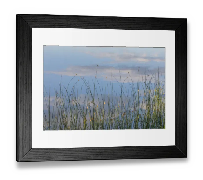 Framed Print : Canada, British Columbia. Reeds in Lac Le Jeune