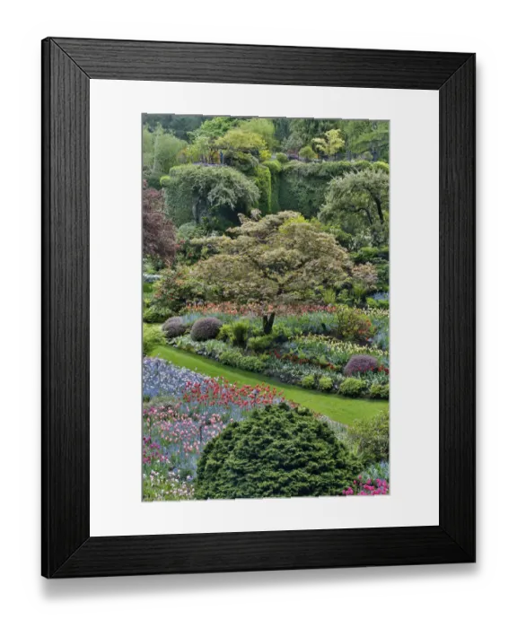 Framed Print : Springtime Butchart Gardens, Victoria, British Columbia, Canada