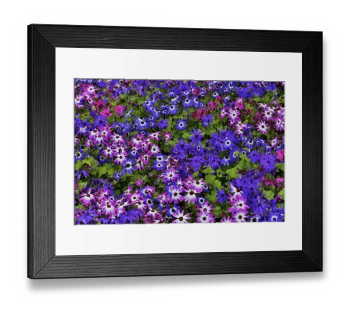 Framed Print : Springtime at Butchart Gardens, Victoria, British Columbia, Canada. Cinerarias in bloom Framed Print : Springtime at Butchart Gardens, Victoria, British Columbia, Canada. Cinerarias in bloom
