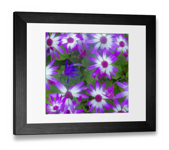 Framed Print : Cineraria plants with bright colors Framed Print : Cineraria plants with bright colors