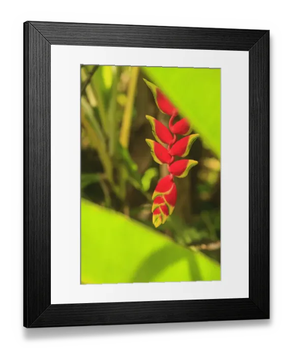 Framed Print : Hanging Heliconia. Hawaiian Tropical Botanical Gardens, near Hilo, Big Island, Hawaii Framed Print : Hanging Heliconia. Hawaiian Tropical Botanical Gardens, near Hilo, Big Island, Hawaii