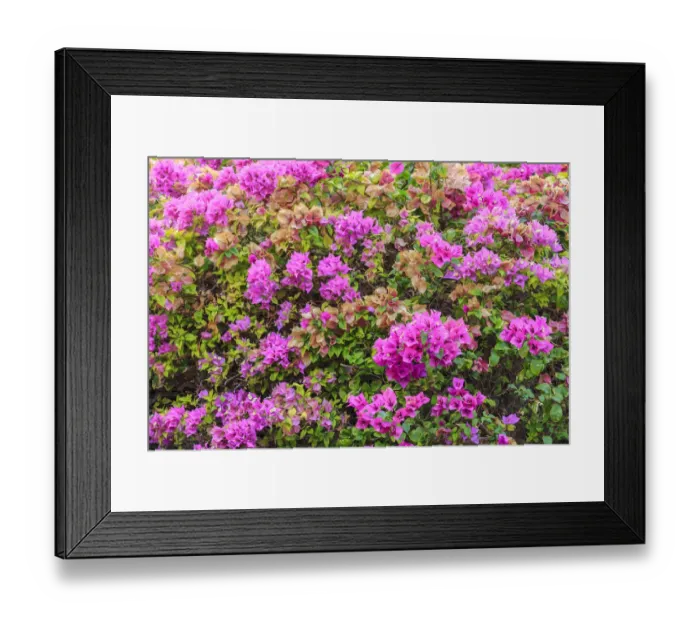 Framed Print : Anaeho omalu Bay, Kohala Coast, Big Island, Hawaii, USA Framed Print : Anaeho omalu Bay, Kohala Coast, Big Island, Hawaii, USA