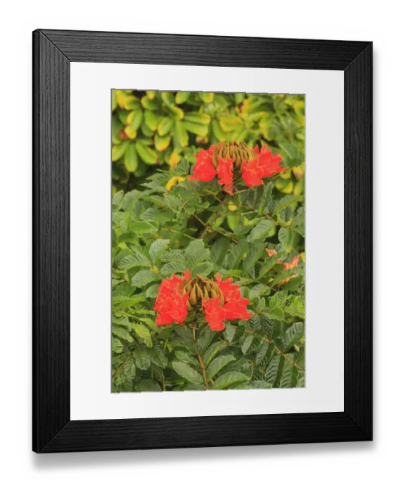 Framed Print : Area around Nanue Falls and stream, Hakalau, Hamakua Coast, Big Island, Hawaii Framed Print : Area around Nanue Falls and stream, Hakalau, Hamakua Coast, Big Island, Hawaii