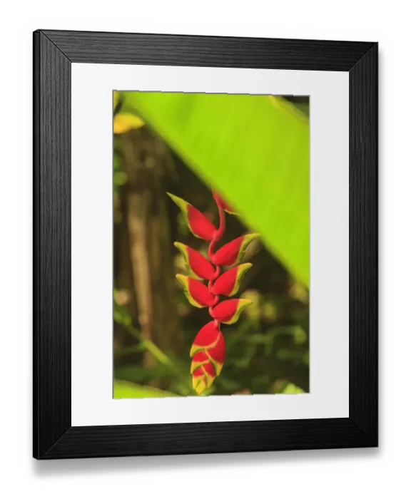 Framed Print : Hanging Heliconia. Hawaiian Tropical Botanical Gardens, near Hilo, Big Island, Hawaii Framed Print : Hanging Heliconia. Hawaiian Tropical Botanical Gardens, near Hilo, Big Island, Hawaii