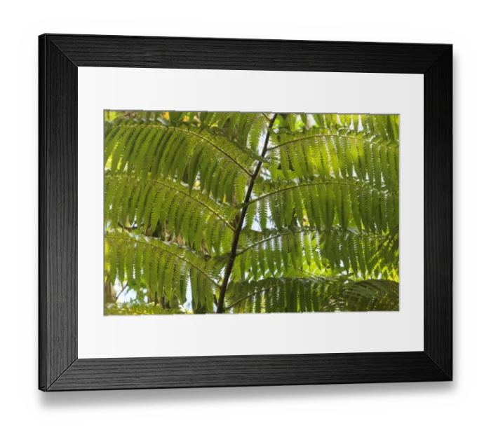 Framed Print : Hawaiian Tropical Botanical Gardens, near Hilo, Big Island, Hawaii, USA Framed Print : Hawaiian Tropical Botanical Gardens, near Hilo, Big Island, Hawaii, USA