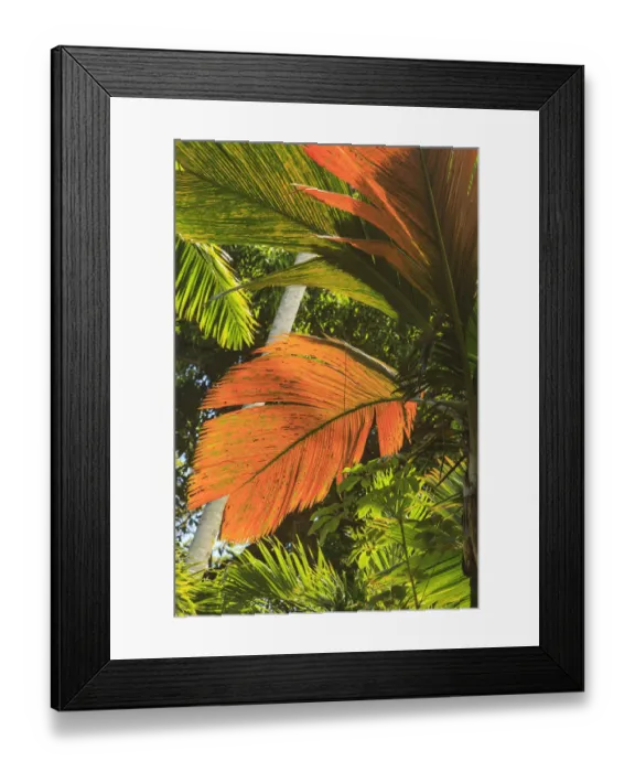 Framed Print : Hawaiian Tropical Botanical Gardens, near Hilo, Big Island, Hawaii, USA