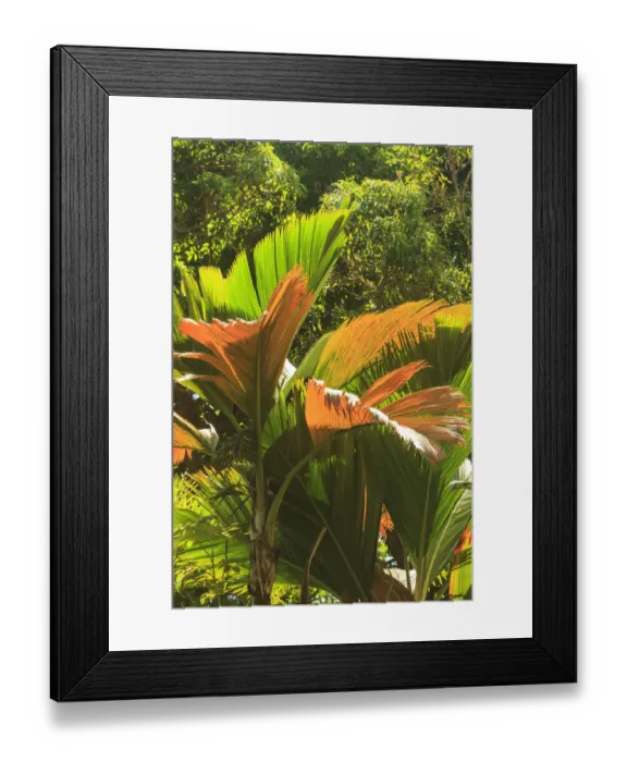 Framed Print : Hawaiian Tropical Botanical Gardens, near Hilo, Big Island, Hawaii, USA Framed Print : Hawaiian Tropical Botanical Gardens, near Hilo, Big Island, Hawaii, USA