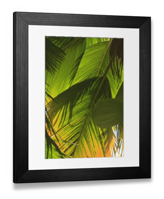 Framed Print : Hawaiian Tropical Botanical Gardens, near Hilo, Big Island, Hawaii, USA Framed Print : Hawaiian Tropical Botanical Gardens, near Hilo, Big Island, Hawaii, USA