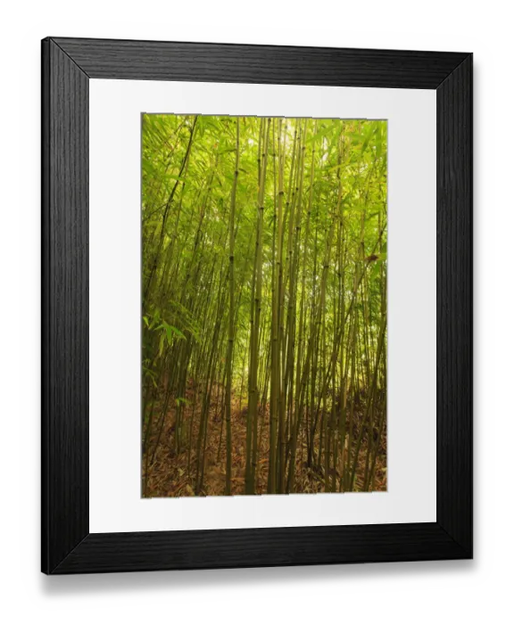 Framed Print : Bamboo Forest near Waikamoi Ridge Trail, North Maui, Hawaii, USA Framed Print : Bamboo Forest near Waikamoi Ridge Trail, North Maui, Hawaii, USA