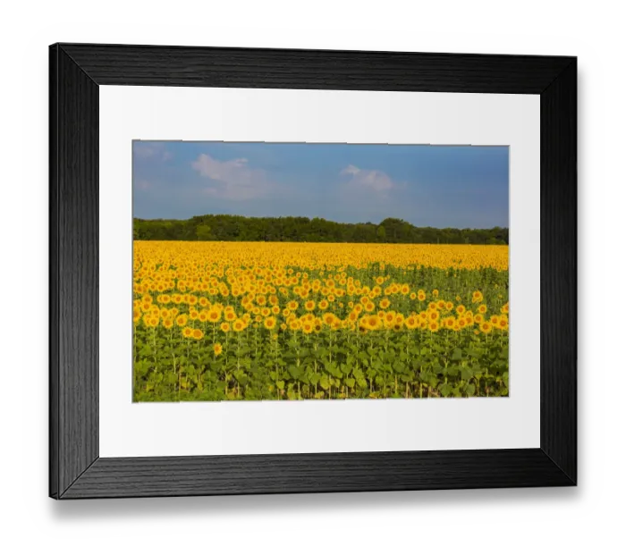 Framed Print : Sunflower field Sam Parr State Park, Jasper County, Illinois Framed Print : Sunflower field Sam Parr State Park, Jasper County, Illinois
